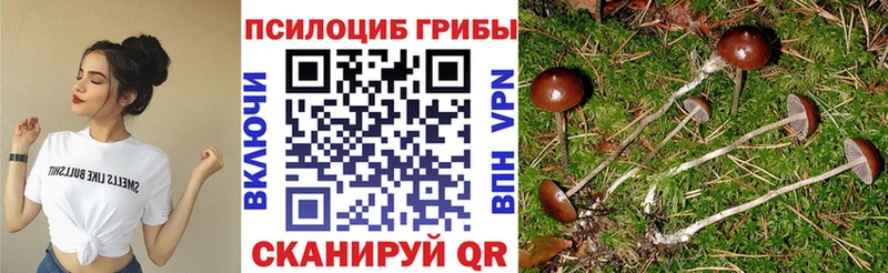 Псилоцибиновые грибы Psilocybe цены наркотик Балей